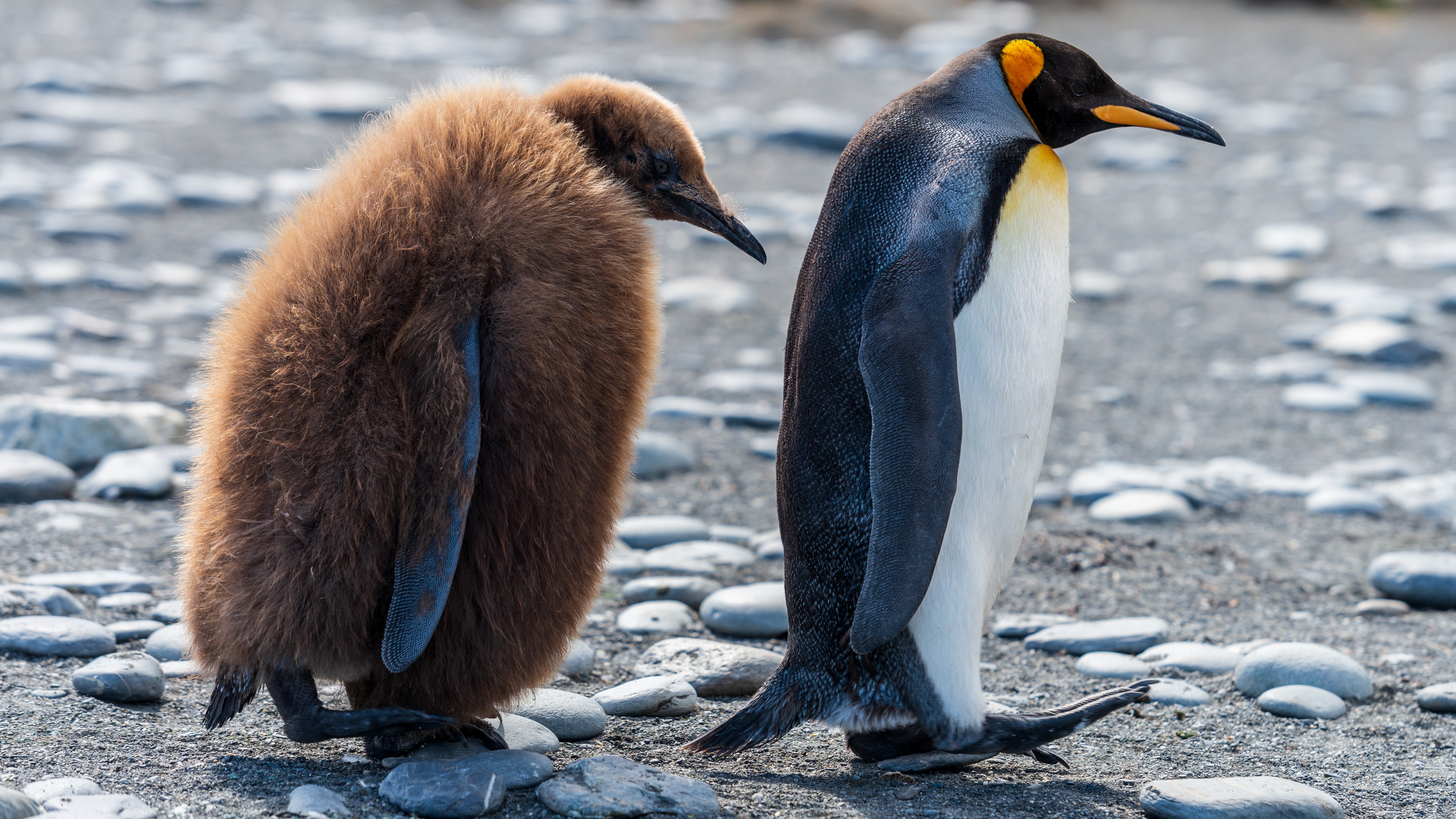 Two penguins on a stony beach